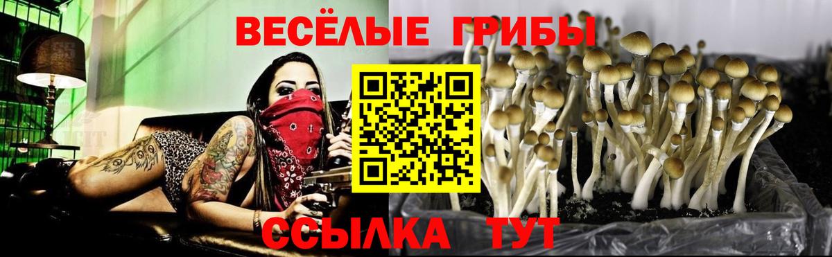 Галлюциногенные грибы Cubensis  Галлюциногенные грибы прущие грибы  наркота  Вход с VPN  Сальск 