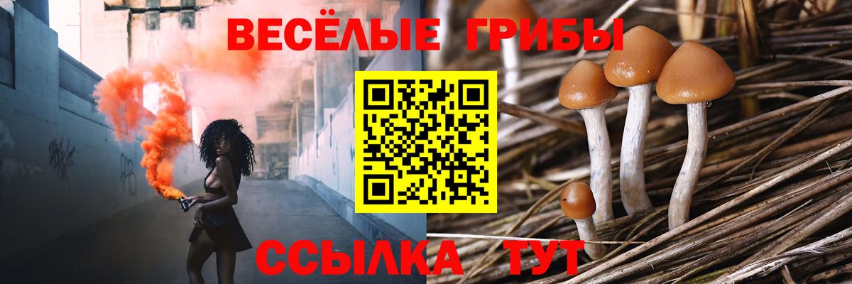 Псилоцибиновые грибы Cubensis Сальск